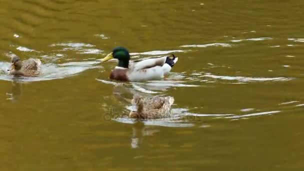 Pato, Drake y patitos nadando en el agua — Vídeo de stock