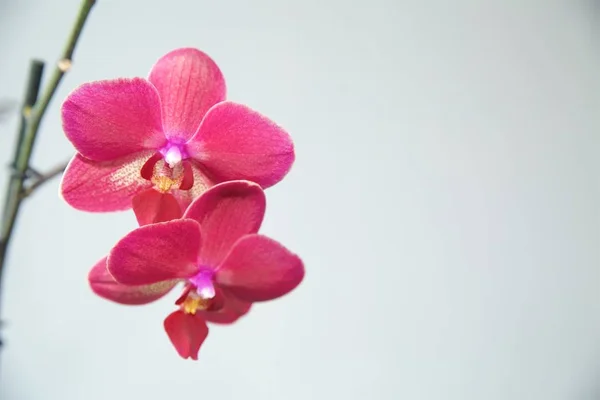 Rózsaszín orchidea a világos háttér — Stock Fotó