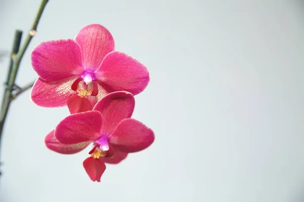 Orchidée rose sur un fond clair — Photo