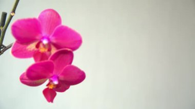 hafif bir arka plan üzerinde pembe orkide