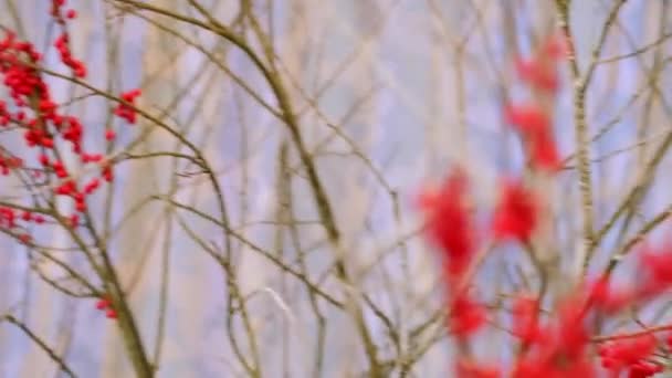 Прикраса залу ягодами Рована — стокове відео