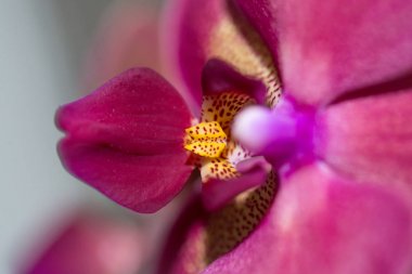 güzel pembe orkide çiçek hafif bir arka plan üzerinde