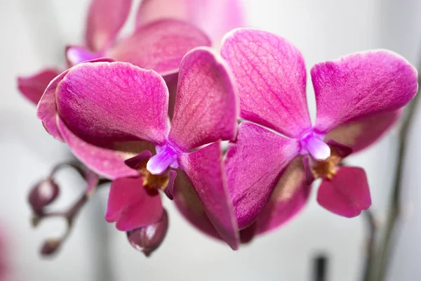 Bela flor de orquídea rosa em um fundo claro — Fotografia de Stock