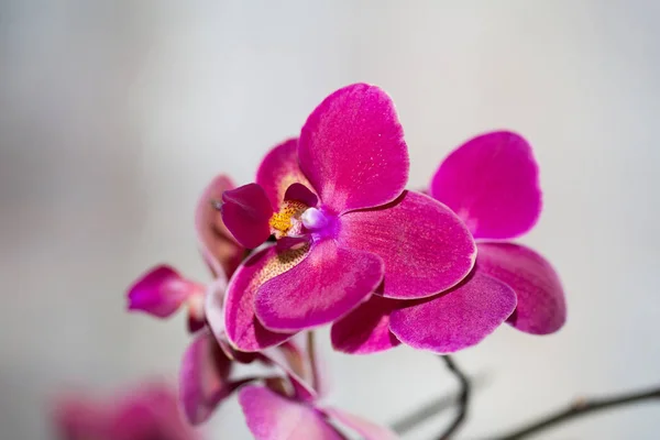 güzel pembe orkide çiçek hafif bir arka plan üzerinde