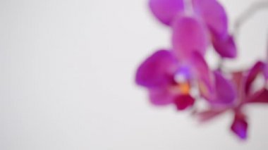 Beyaz arka plan üzerinde izole Phalaenopsis orkide çiçek