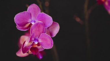 Siyah arka plan üzerine güzel pembe orkide. Ağır çekim