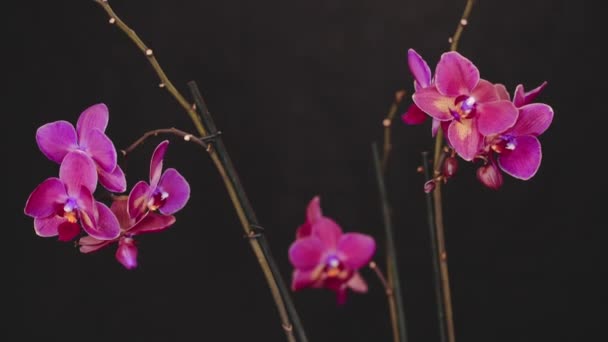 Hermosa orquídea rosa sobre fondo negro. Movimiento lento — Vídeos de Stock