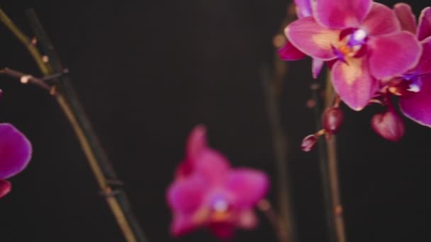 Hermosa orquídea rosa sobre fondo negro. Movimiento lento — Vídeos de Stock