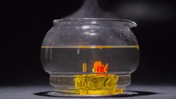 Зеленый китайский чай цветок бутон цветения в стеклянном чайнике. 4k timelipse . — стоковое видео