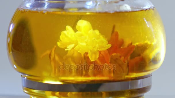 Green Chinese tea flower bud blooming in glass teapot — Stock Video