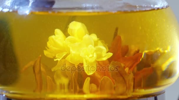 Brote de flor de té chino verde floreciendo en tetera de vidrio — Vídeos de Stock