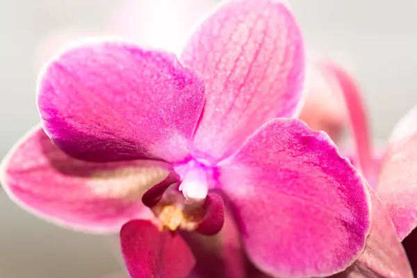 Bel fiore rosa del Orchid su uno sfondo chiaro. isolato — Foto Stock