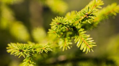 Güneşli havalarda yeşil çam dalı