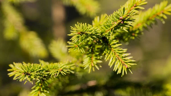Green spruce branch in Sunny weather — Stock Photo, Image