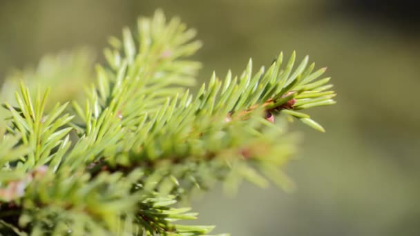 Rami di abete rosso verde primo piano. estate — Video Stock