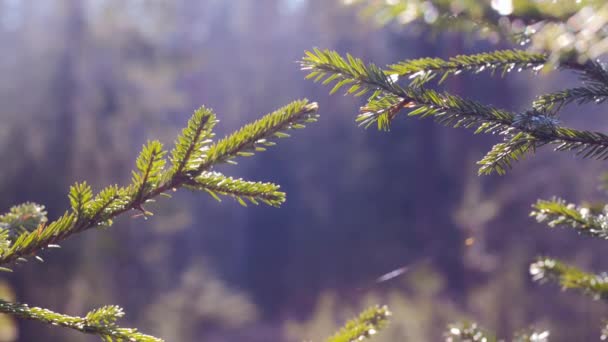 Ramas de abeto verde de cerca. verano — Vídeos de Stock