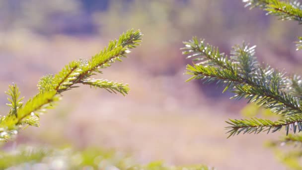 Närbild av furu eller Gran trädgrenar flytta på vinden. sommar — Stockvideo