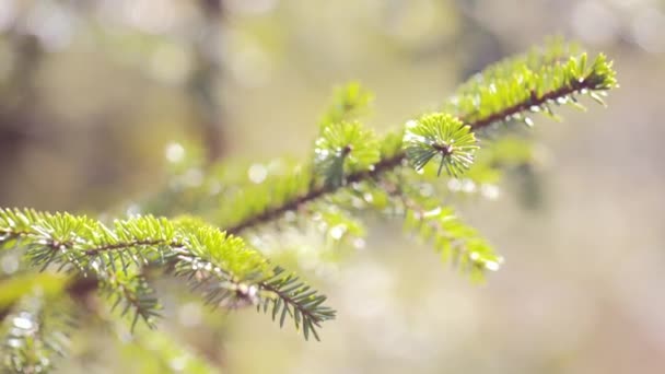 Ramas de abeto verde de cerca. verano — Vídeo de stock