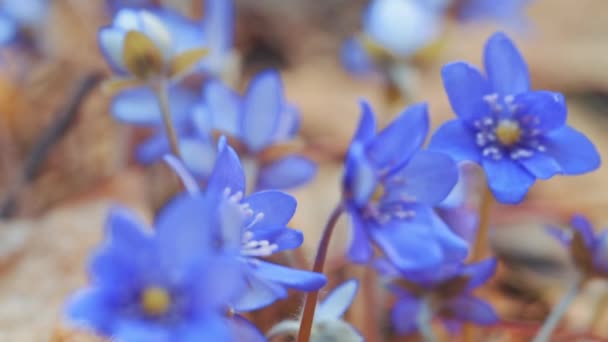 Las primeras flores de primavera en el bosque salvaje. dolly disparo — Vídeos de Stock