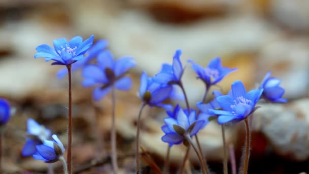 The first spring flowers in the wild forest. dolly shot — Stock Video