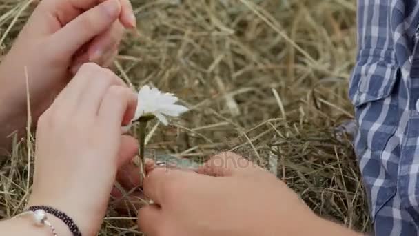 男と女は、ヒナギクの花びらをはがすクローズ アップ — ストック動画