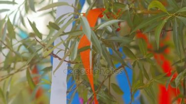 Rüzgarda sallanan ağacına bağlı renkli kurdeleler.