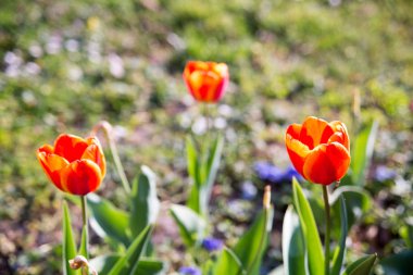 Renkli Lale. Bahar, renkli Lale laleler