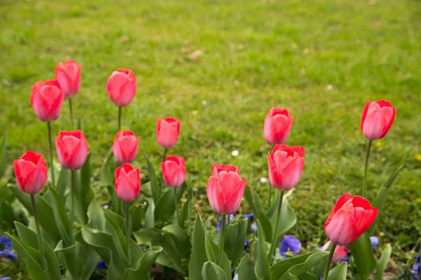 Kolorowe tulipany. Tulipany w tulipan wiosna, kolorowe — Zdjęcie stockowe