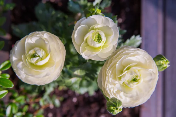 Bela rosa branca vista superior — Fotografia de Stock