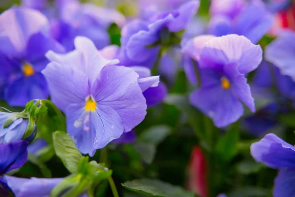 yeşil arkaplanda mor çiçekler