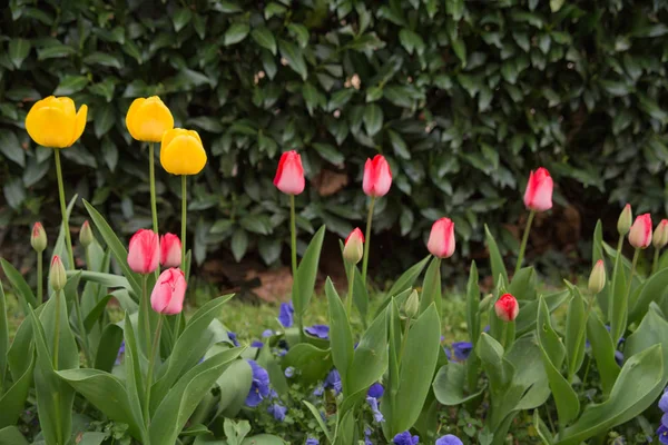 Barevné tulipány. tulipány v jaro, barevný Tulipán — Stock fotografie