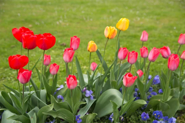 Kolorowe tulipany. Tulipany w tulipan wiosna, kolorowe — Zdjęcie stockowe