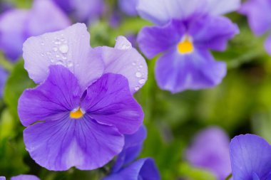 çiğ damlaları ile mor çiçekler