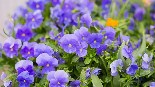 çiğ damlaları ile mor çiçekler