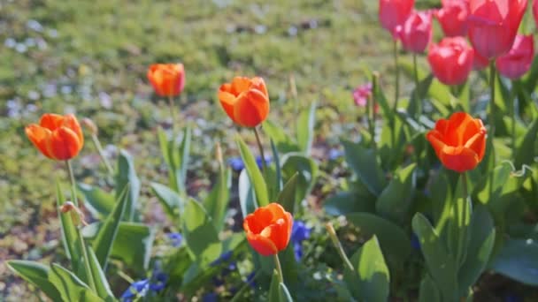 Цветные тюльпаны. тюльпаны весной, разноцветный тюльпан — стоковое видео