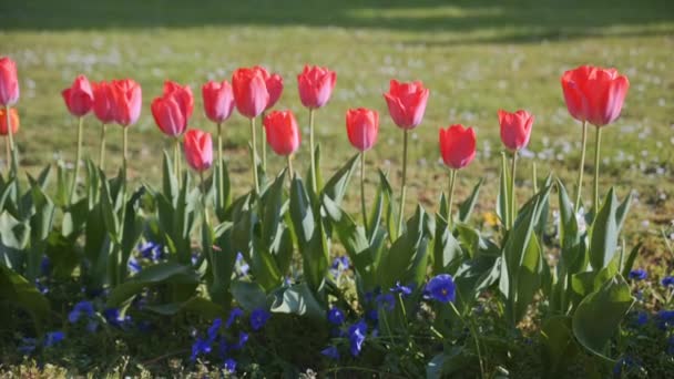 Tulipanes coloridos. tulipanes en primavera, tulipán colorido — Vídeo de stock