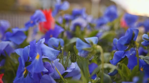 Paarse bloemen op groene achtergrond — Stockvideo