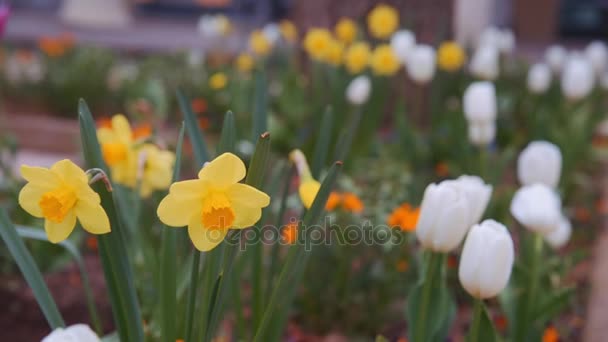 Tulipanes coloridos. tulipanes en primavera, tulipán colorido — Vídeo de stock