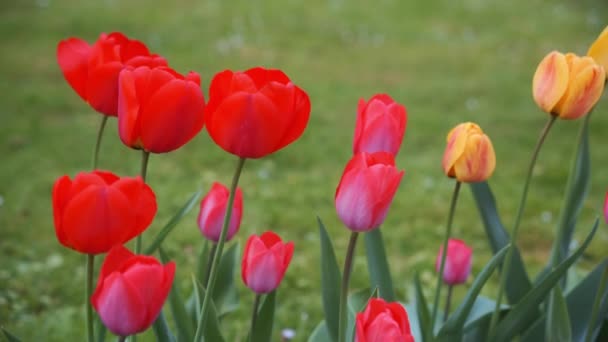 Цветные тюльпаны. тюльпаны весной, разноцветный тюльпан — стоковое видео