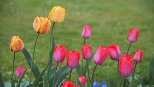 Tulipanes coloridos. tulipanes en primavera, tulipán colorido — Vídeo de stock