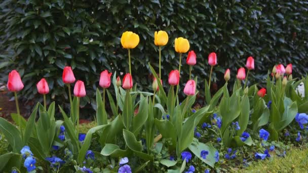 Барвисті тюльпани. тюльпани навесні, різнокольоровий тюльпан — стокове відео