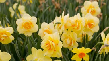 Güneş Sarı nergis