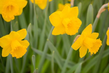 Güneş Sarı nergis