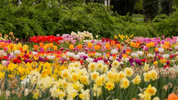 Kolorowe tulipany. Tulipany w tulipan wiosna, kolorowe — Zdjęcie stockowe