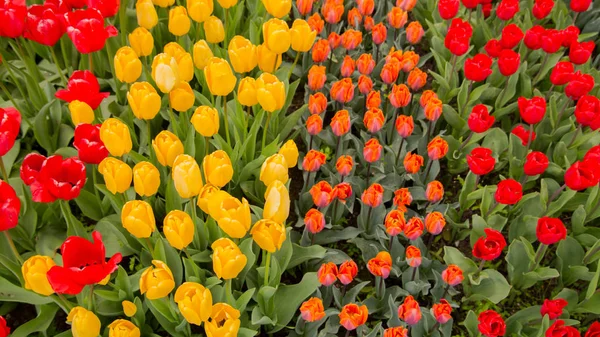 Kolorowe tulipany. Tulipany w tulipan wiosna, kolorowe — Zdjęcie stockowe