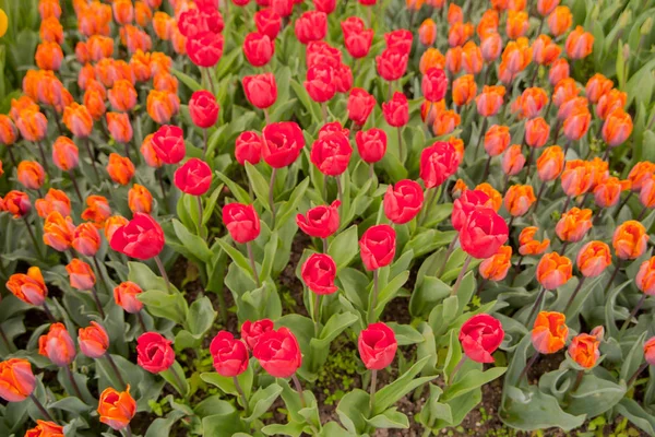 Цветные тюльпаны. тюльпаны весной, разноцветный тюльпан — стоковое фото