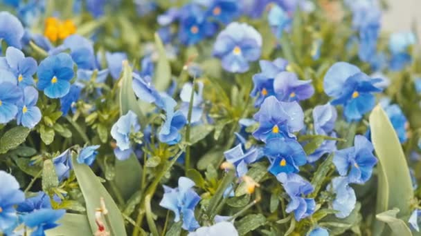 Flores moradas con gotas de rocío — Vídeos de Stock