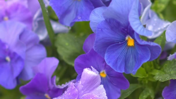 Flores moradas con gotas de rocío — Vídeos de Stock