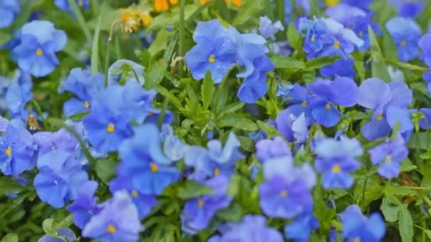 이 슬 방울과 보라색 꽃 — 비디오