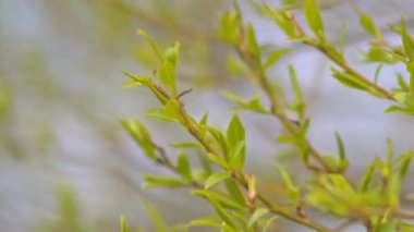 Genç yeşil yaprakları ve dalları üzerinde